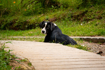 Black and White Mixed Dog Rests on the Grass, in the Middle of the Dirty Road