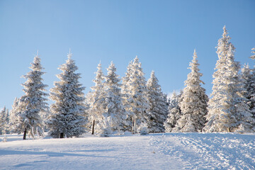 Naklejka premium amazing winter landscape with snowy fir trees in the mountains