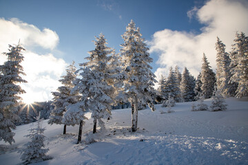 amazing winter landscape with snowy fir trees in the mountains