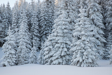 amazing winter landscape with snowy fir trees in the mountains