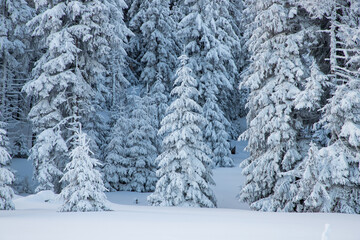 amazing winter landscape with snowy fir trees in the mountains