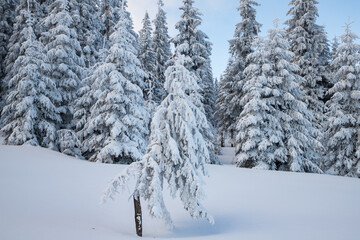 amazing winter landscape with snowy fir trees in the mountains