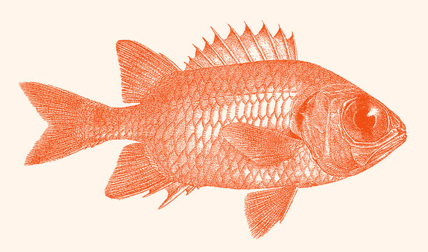 Pinecone soldierfish myripristis murdjan, tropical marine fish in side view