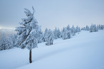 amazing winter landscape with snowy fir trees in the mountains