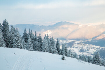 amazing winter landscape with snowy fir trees in the mountains