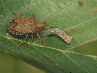Closeup on the brown Dock leaf bug, Arma custos eating a caterpillar