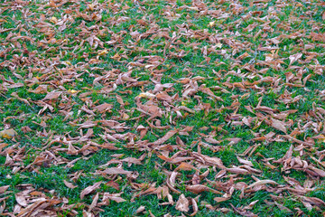 Gray fallen leaves on green grass, natural photo