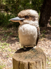 Laughing Kookaburra in Western Australia