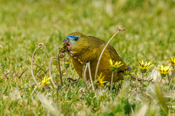 Rock Parrot in Western Australia