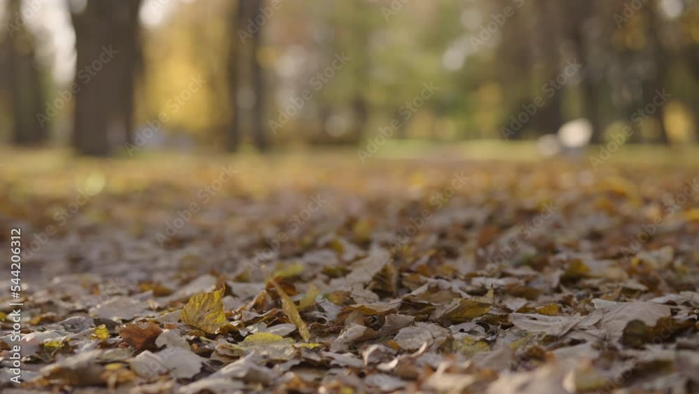 Canvas Prints slow motion low angle background of park during autumn