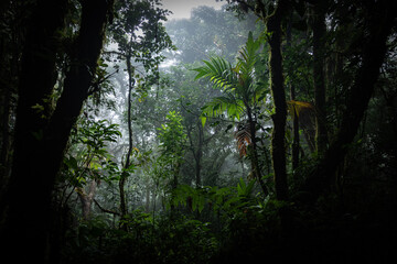 Mystic cloudy forest in Costa Rica. pure natural rainforests in Monteverde.