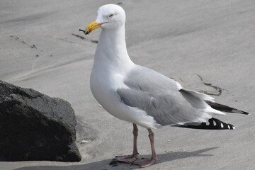 American Herring Gull