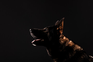 portrait of german shepherd in studio 
