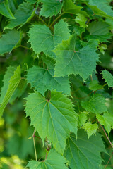 Wild Grapevines Growing Along The Local Trail In Late June