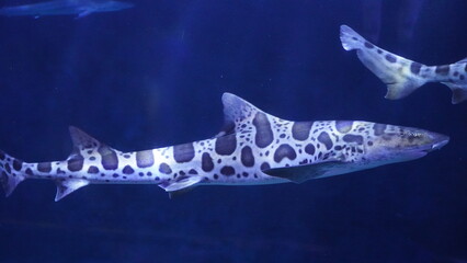 leopard shark at aquarium of the bay