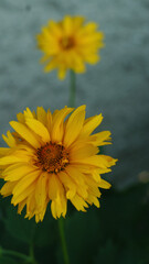 Kwiaty latem, jeżówka żółta