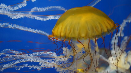pacific sea nettle at aquarium of the bay