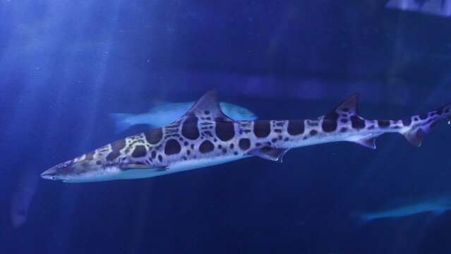 leopard shark at aquarium of the bay