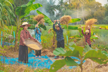 Family people working for harvesting rice paddy in rural background