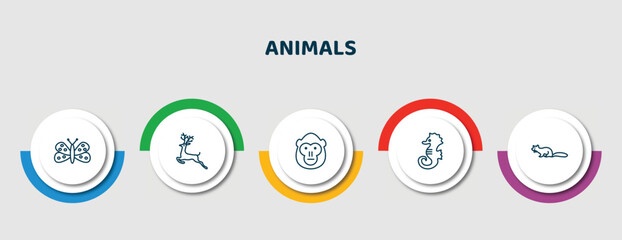 editable thin line icons with infographic template. infographic for animals concept. included moth, roe, orangutan, sea horse, marten icons. © IconArt