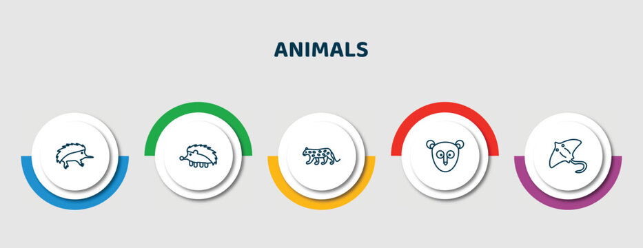 Editable Thin Line Icons With Infographic Template. Infographic For Animals Concept. Included Echidna, Hegdehog, Snow Leopard, Philippine Tarsier, Stingray Icons.