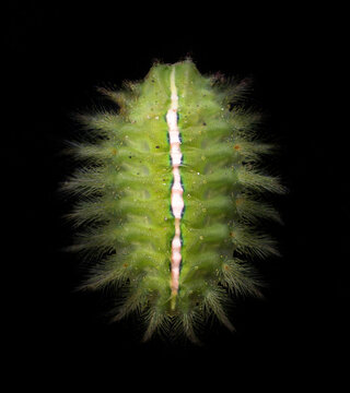 Slug moth caterpillar in the Philippines, Visayas region, Southeast Asia. It has hairs that are potent to cause severe pain upon sting. Isolated in black background.