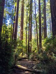 Fototapeta na wymiar California Redwoods Mountains