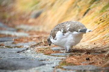 The back view of a ptarmigan that is about to turn white