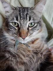 portrait of a cat