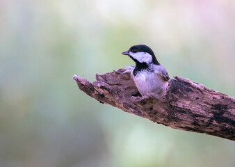 Obraz premium Carolina Chicadee resting in a interesting dead branch