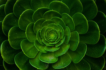 Detalle de cactus suculenta verde