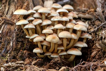 A cluster of Hypholoma capnoides fungi