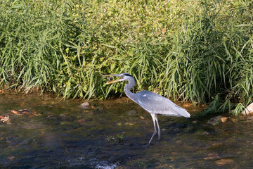 Blue heron hunting a freshwater fish in the river