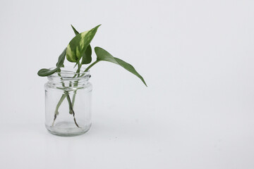 Ivory betel plant is placed in a jar isolated on a white background, side  view.