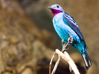 Bird Spangled cotinga closeup. South America. High quality photo