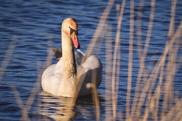 Phenomenal lake scene with animal. Swan swimming in the pond.