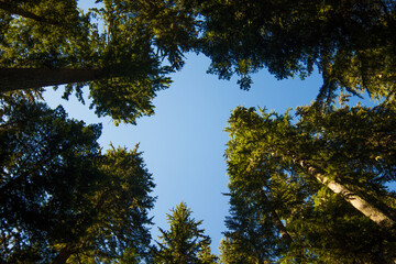 looking up through trees