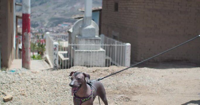 Tired hairless dog facing the camera