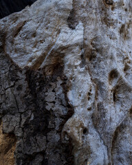 Bark of a Tree, Texture