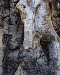 Bark of a Tree, Texture
