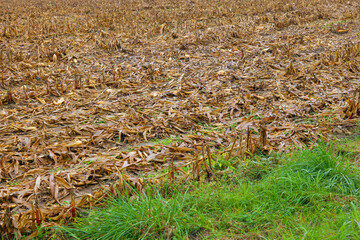 View of a yellow corn plantation with a strip of cut stems in the field. Harvesting ripe grain plants. Landscape with cornfield in autumn