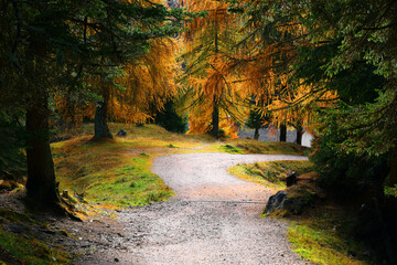 Scenery autumn forest. Fall Woodland path, autumn Mysterious path. October nature landscape. Forest trail scene.
