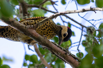 Photograph of a Green-barred woodpecker, found in Porto Alegre, Rio Grande do Sul, Brazil.	