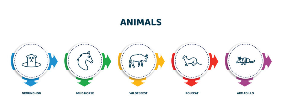 editable thin line icons with infographic template. infographic for animals concept. included groundhog, wild horse, wildebeest, polecat, armadillo icons.
