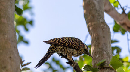 Obraz premium Photograph of a Green-barred woodpecker, found in Porto Alegre, Rio Grande do Sul, Brazil.