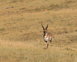 A pronghorn buck on Wyoming's prairie.