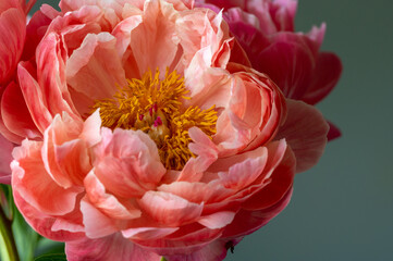 close up of peony