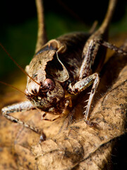grasshopper on a leaf
