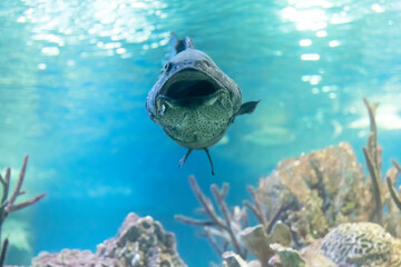 Tropical fish in the ocean