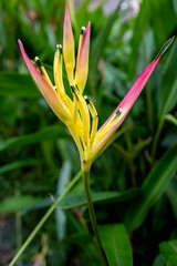 Scarlet Red and Yellow Bird of Paradise Blossom  with Green Leaves Behind.